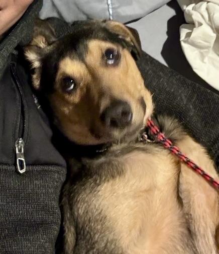 Danny, an adopted mixed breed in POTOMAC, MD image 6/6