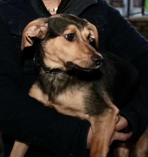 Danny, a Adoptable mixed breed in POTOMAC, MD image 3/6