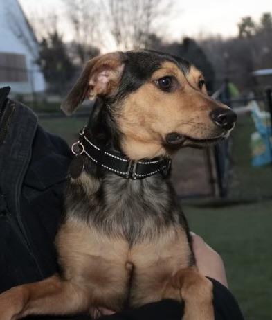 Danny, an adopted mixed breed in POTOMAC, MD image 5/6