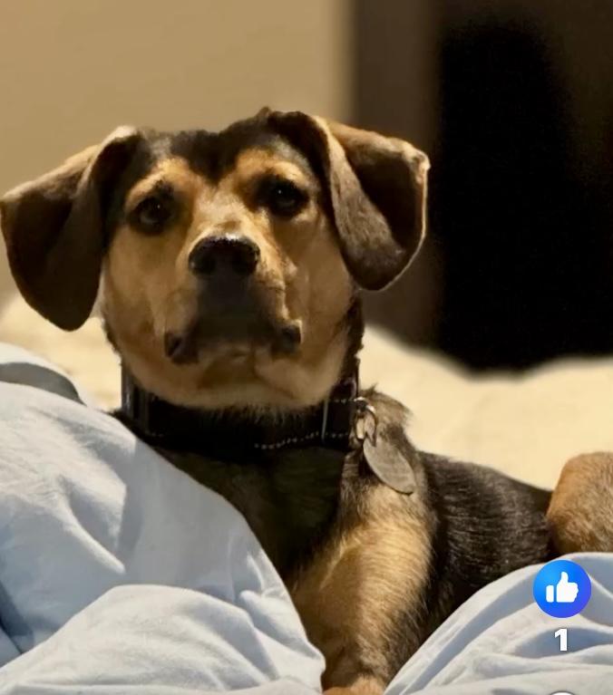 Danny, Adoptable, Young Male Dachshund & Labrador Retriever.