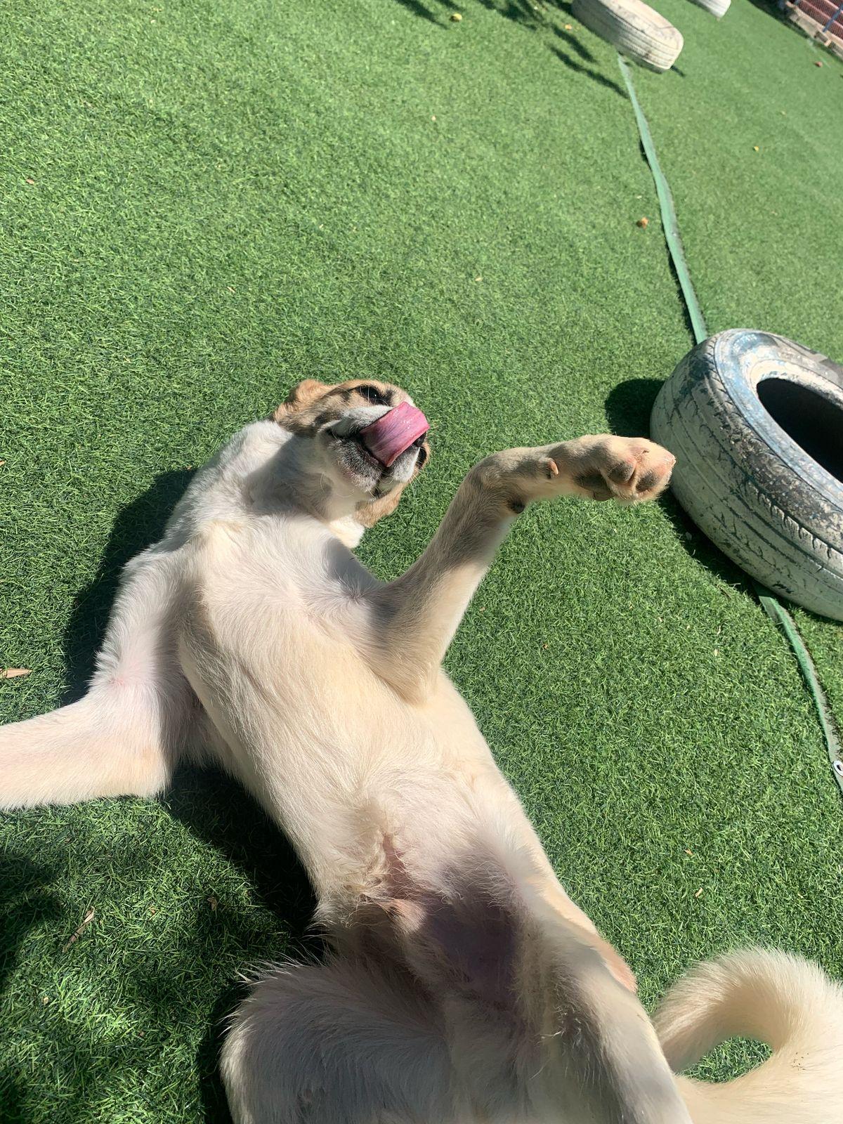 Fareed, the Unique Special Boy, a Adoptable mixed breed in Somerset, NJ image 3/6