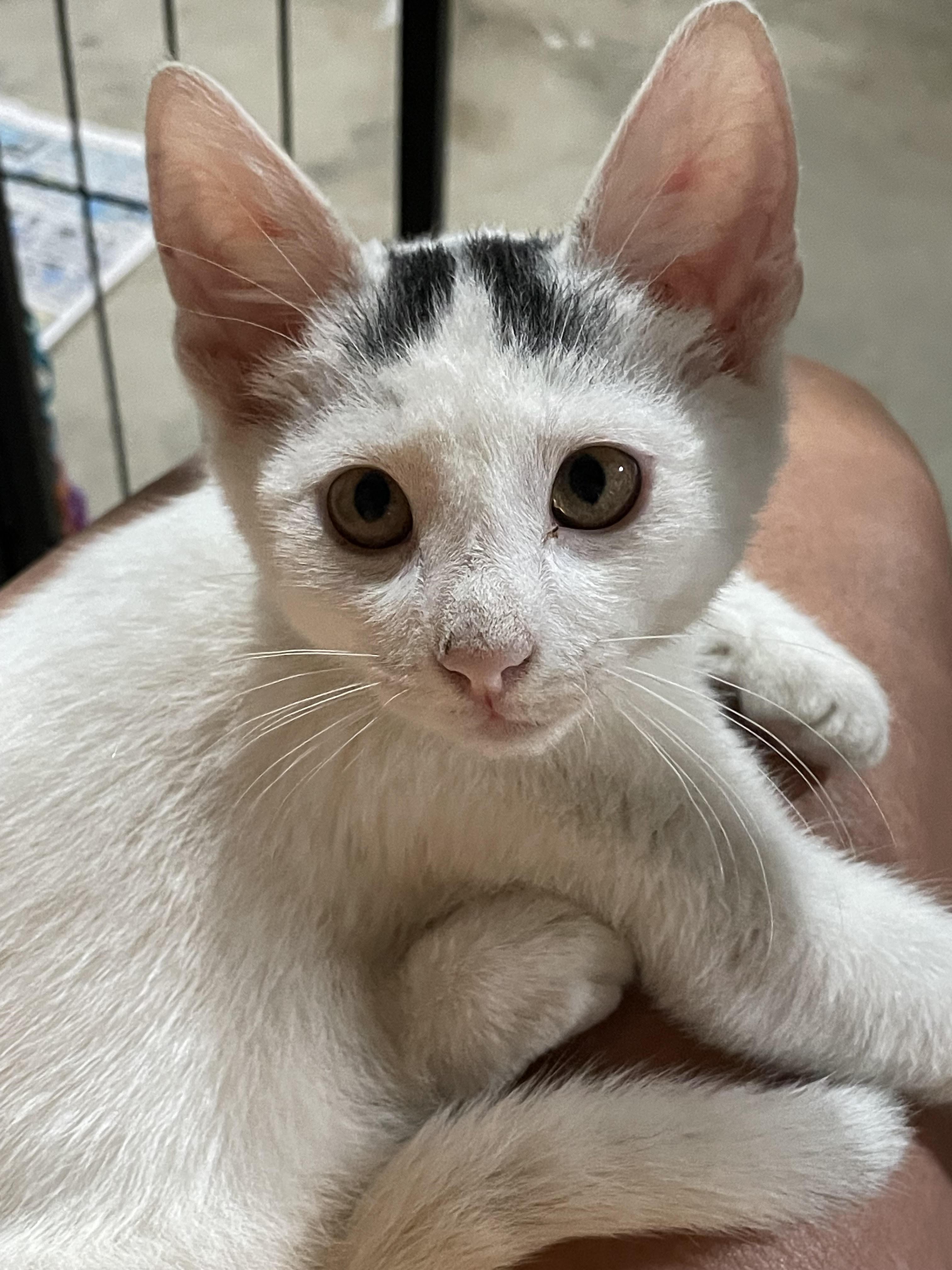 Gymy (FCID# 06/25/2025 - 50), Baby Male Domestic Short Hair