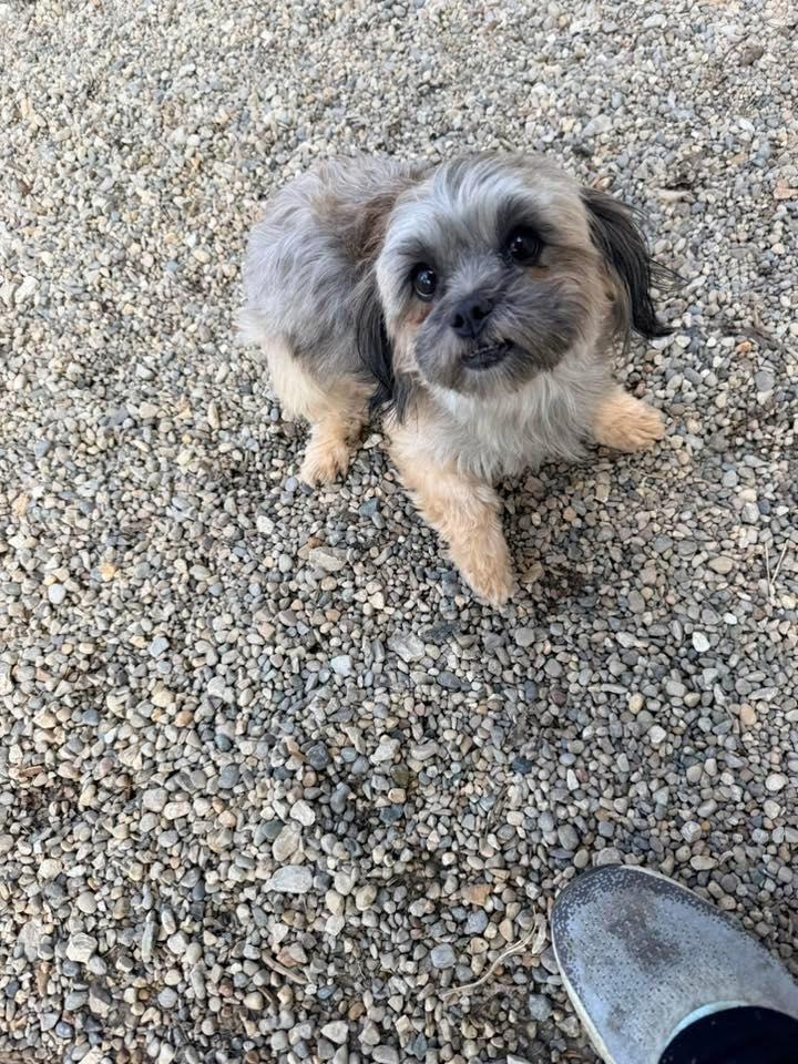 Enlarge Reenie, an adopted mixed breed in Indianapolis, IN image 2/3