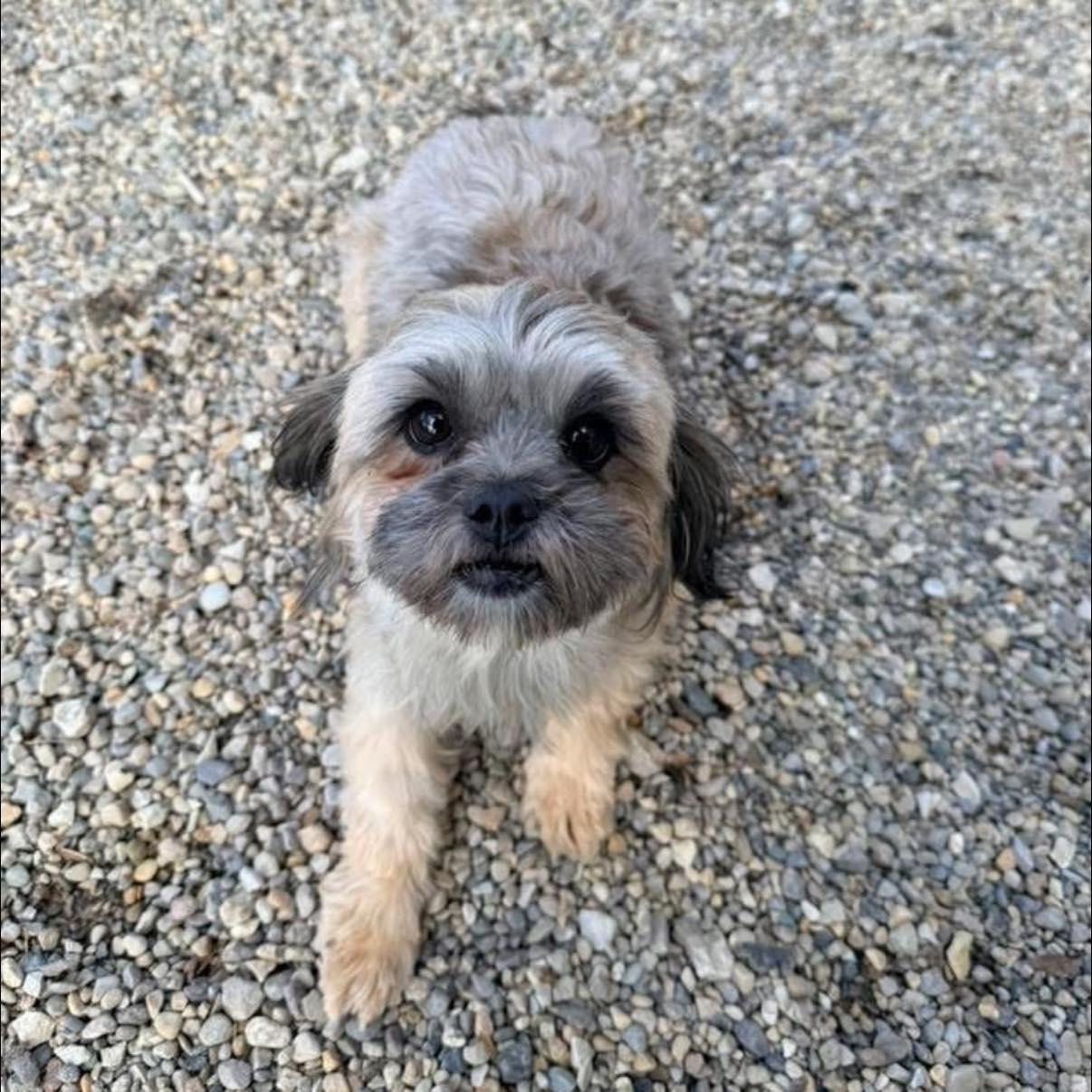 Reenie, adopted, Young Female Shih Tzu.