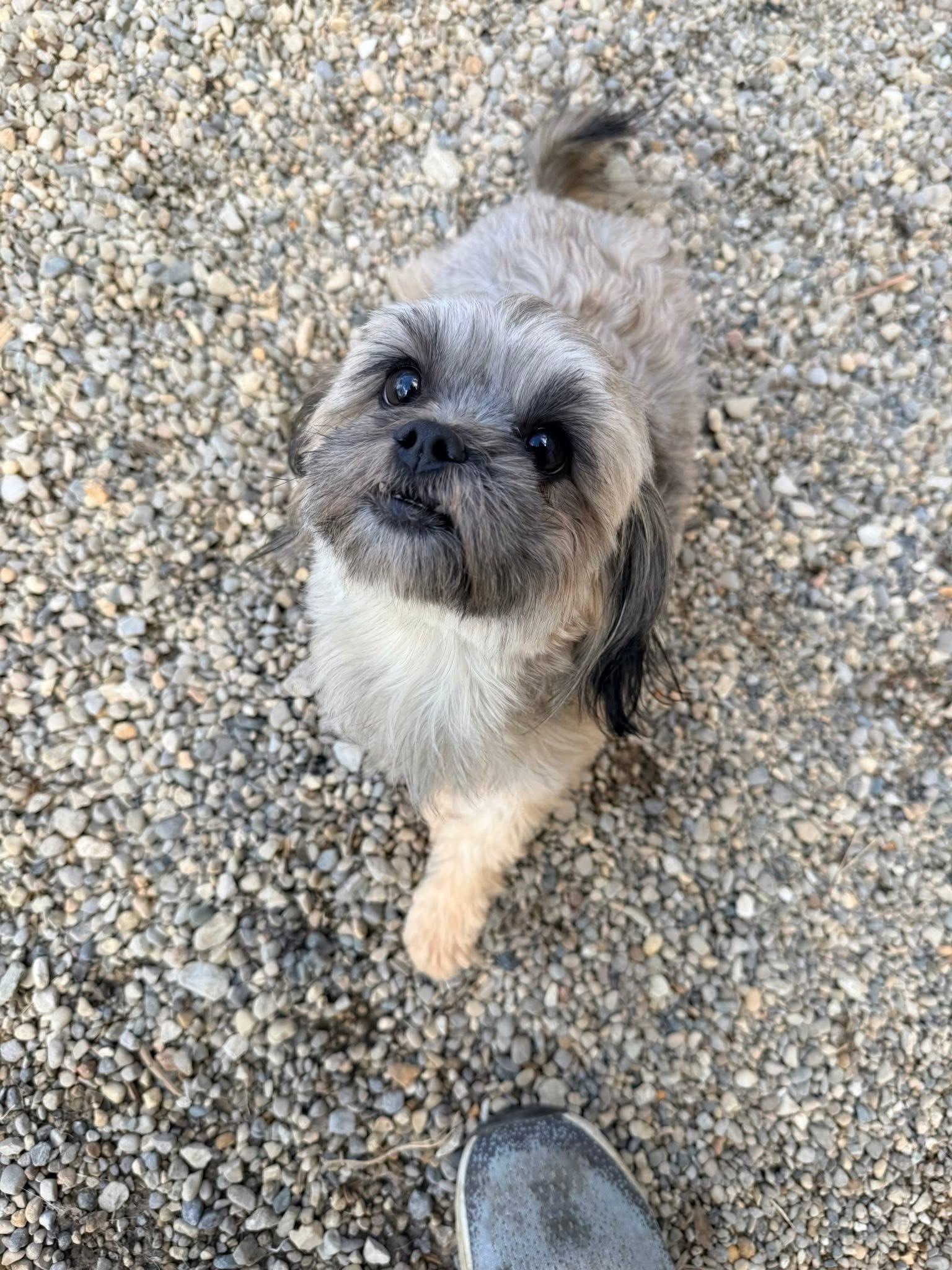 Enlarge Reenie, an adopted mixed breed in Indianapolis, IN image 3/3