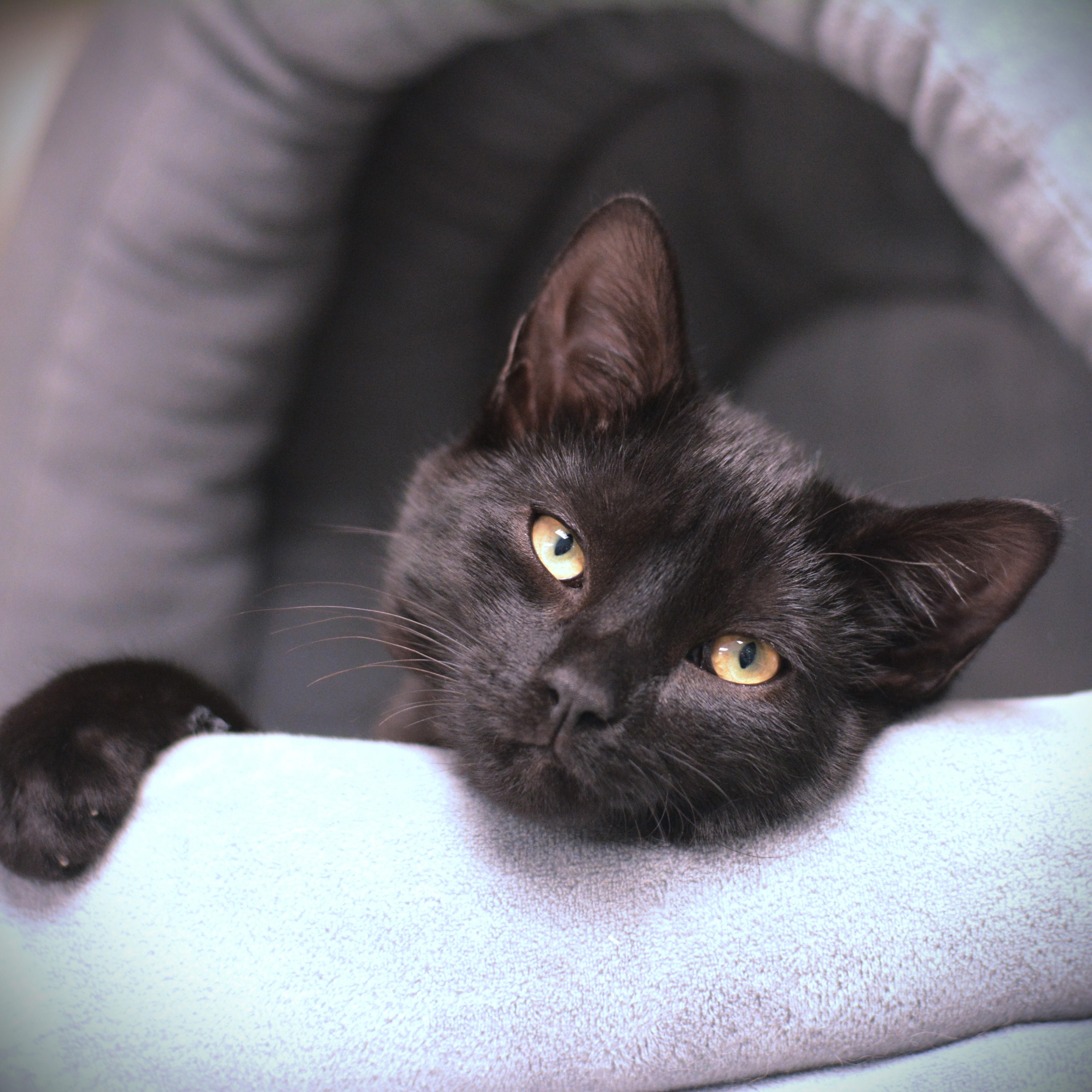 Enlarge Scully, a ADOPTABLE Domestic Short Hair in Amsterdam, NY image 1/1