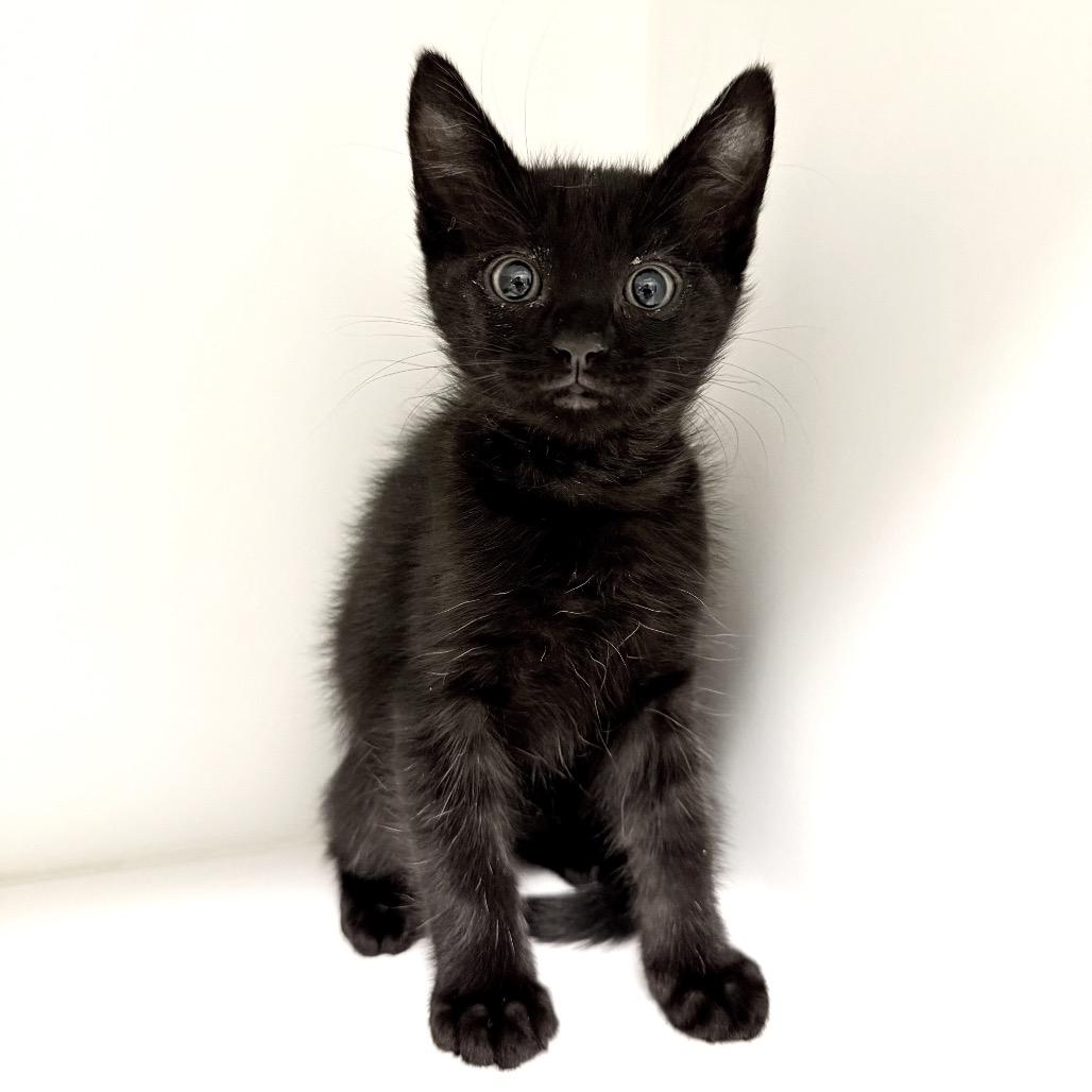 Dart, Adoptable, Kitten Male Domestic Short Hair.