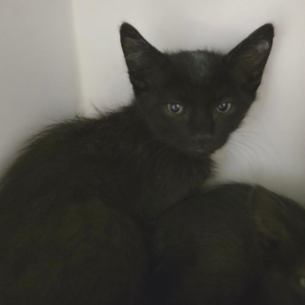 Enlarge Dart, a Adoptable Domestic Short Hair in Phoenix, AZ image 2/2