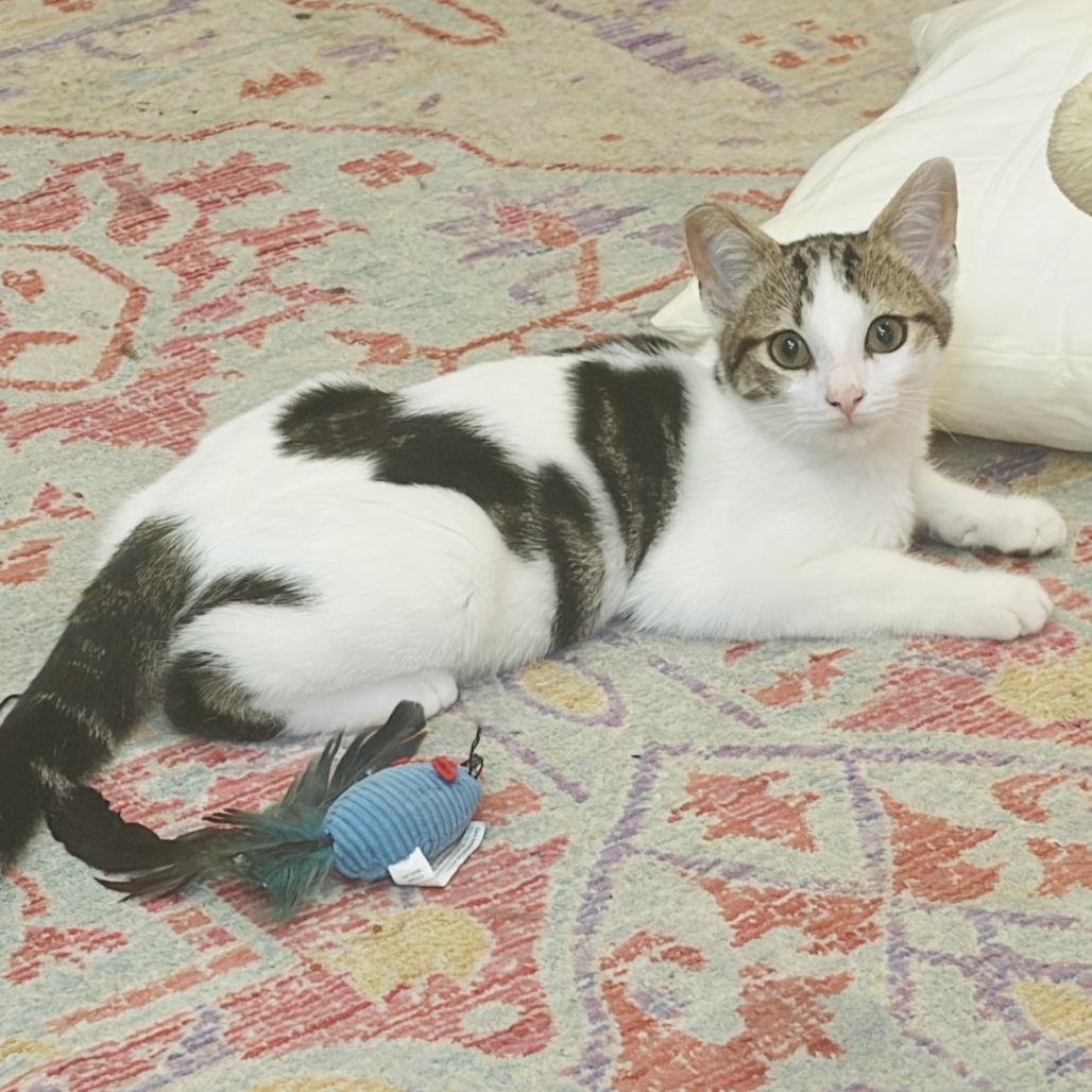 Enlarge Mankini, a Adoptable Domestic Short Hair in Ventura, CA image 1/4