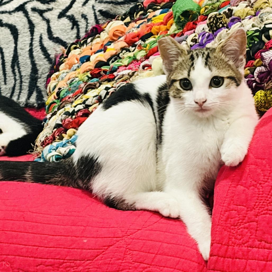 Enlarge Mankini, a Adoptable Domestic Short Hair in Ventura, CA image 2/4