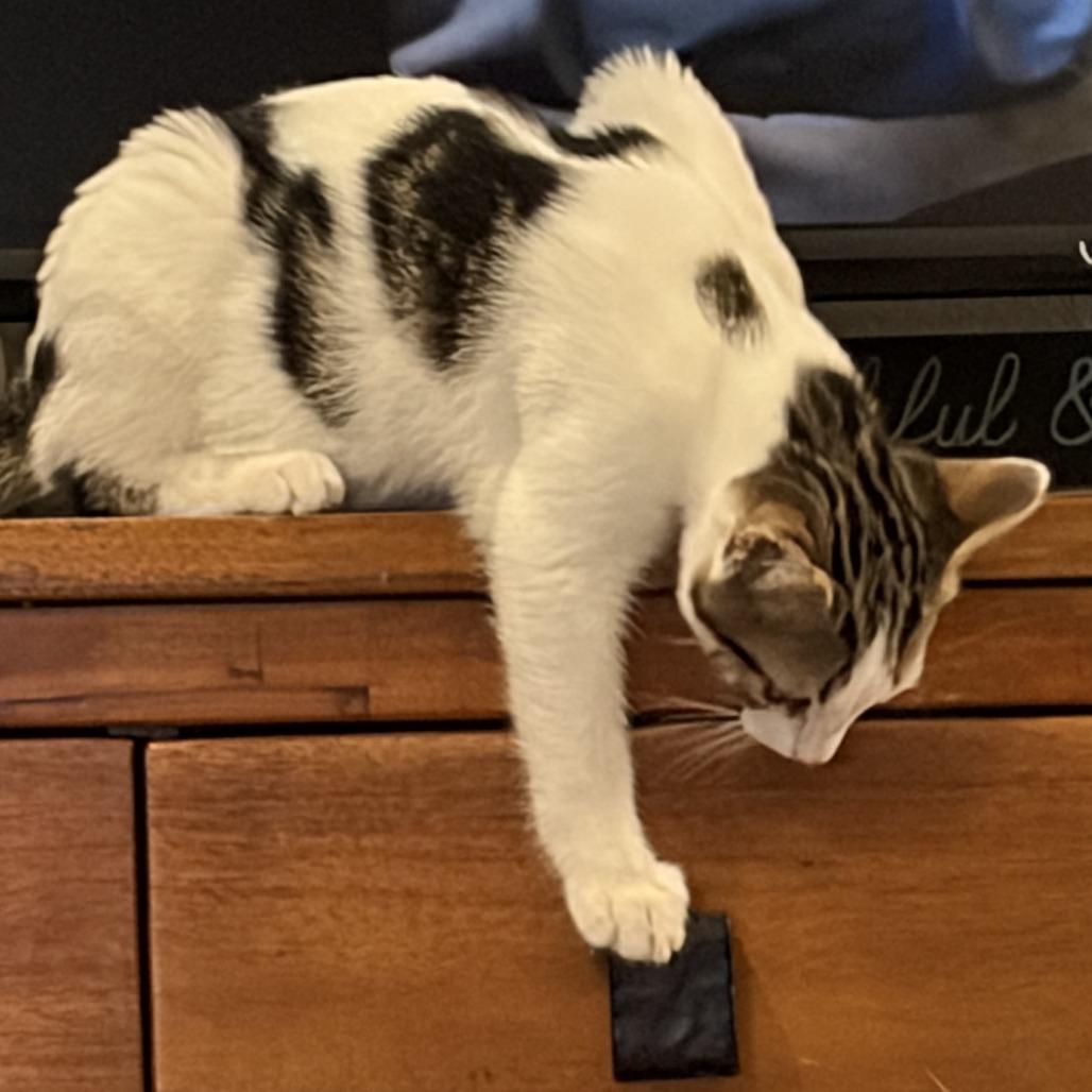 Enlarge Mankini, a Adoptable Domestic Short Hair in Ventura, CA image 3/4