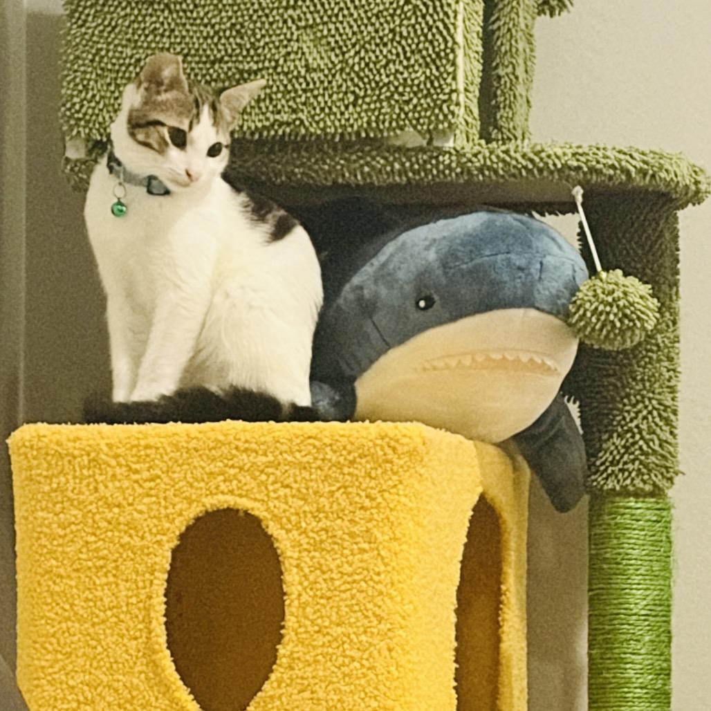 Enlarge Mankini, a Adoptable Domestic Short Hair in Ventura, CA image 4/4