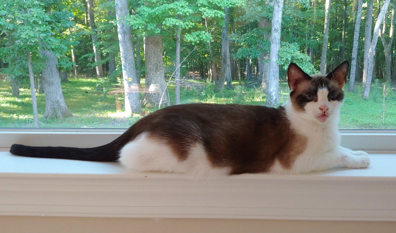 GARNET, a Adoptable Snowshoe in Raleigh, NC image 2/5