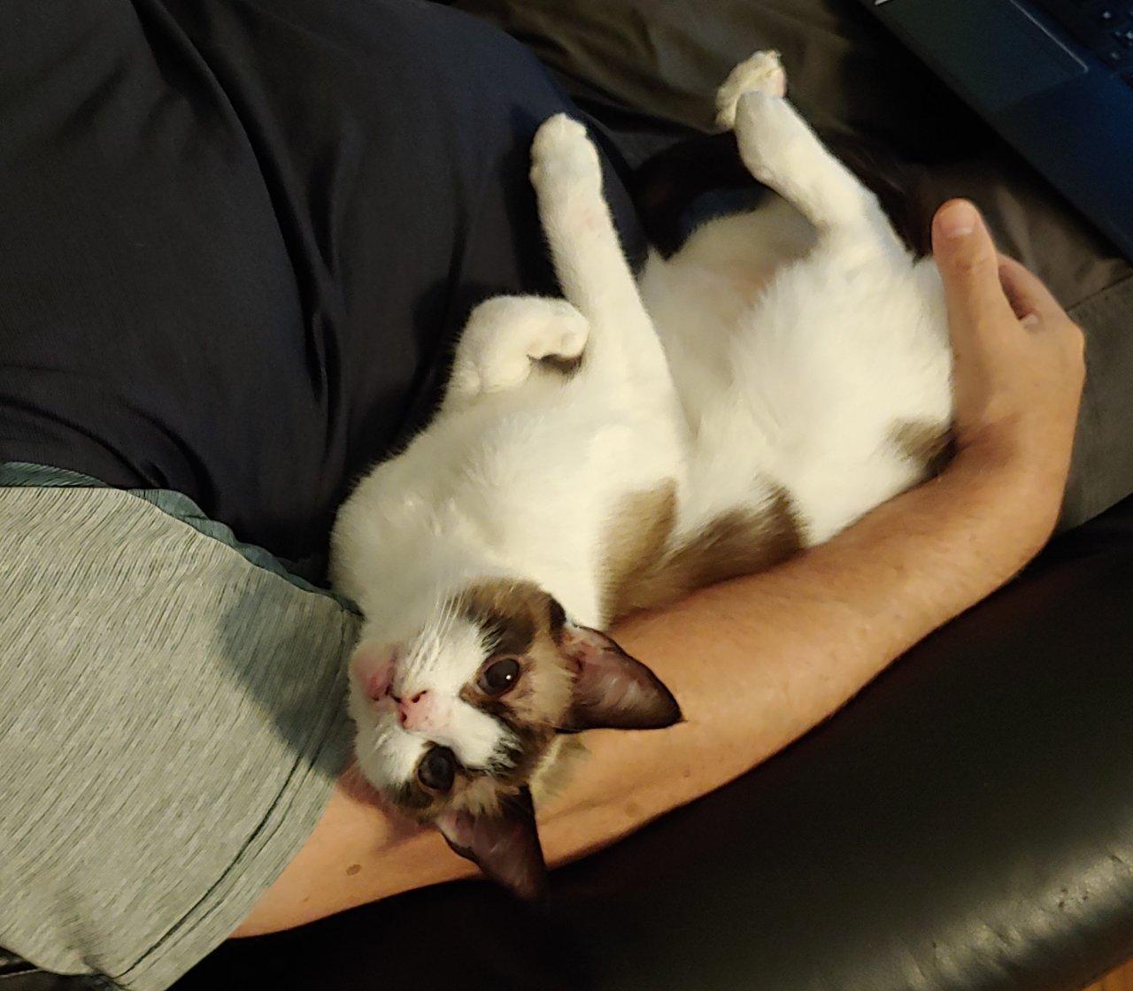 GARNET, a Adoptable Snowshoe in Raleigh, NC image 3/5