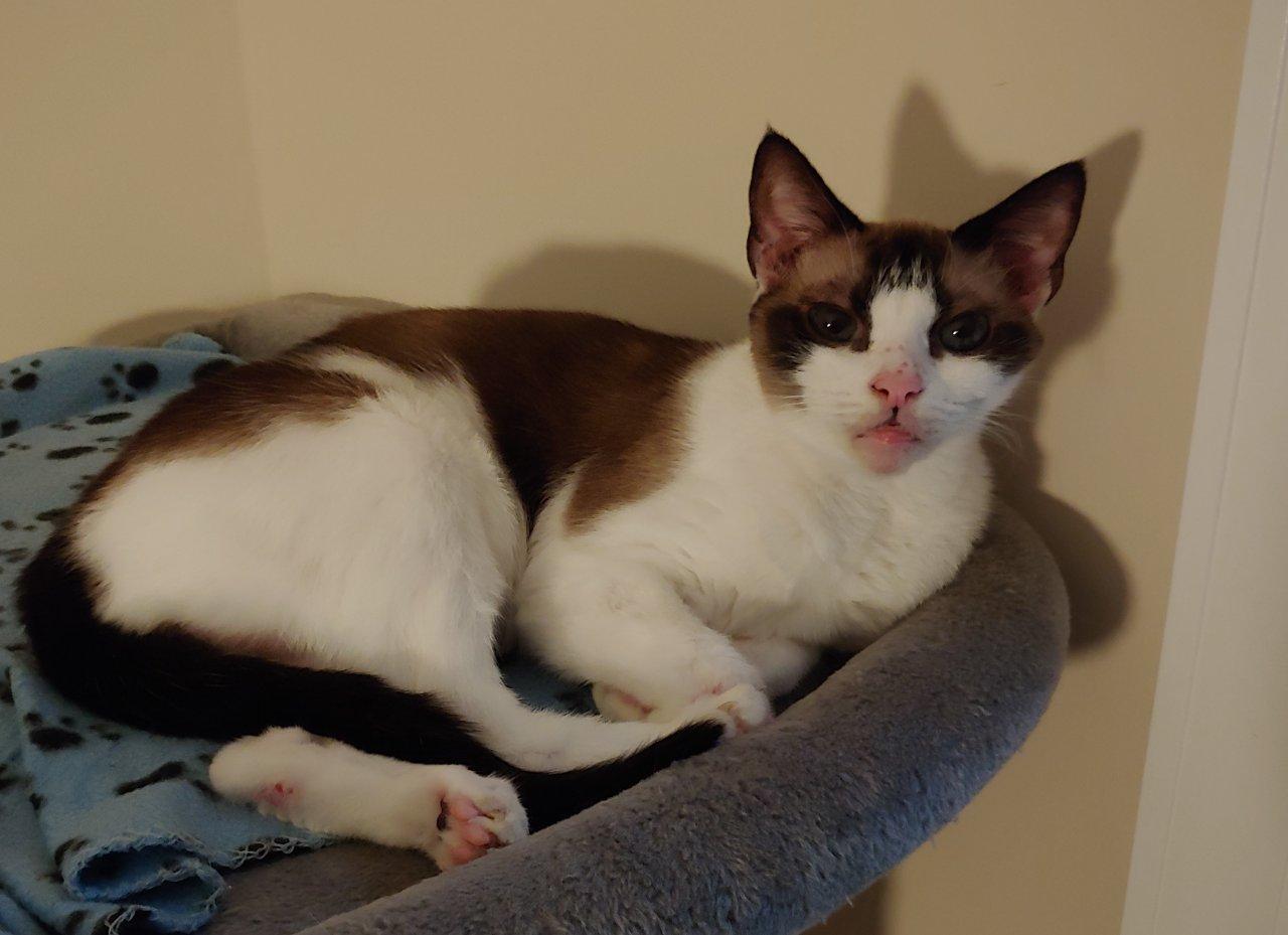 GARNET, a Adoptable Snowshoe in Raleigh, NC image 4/5