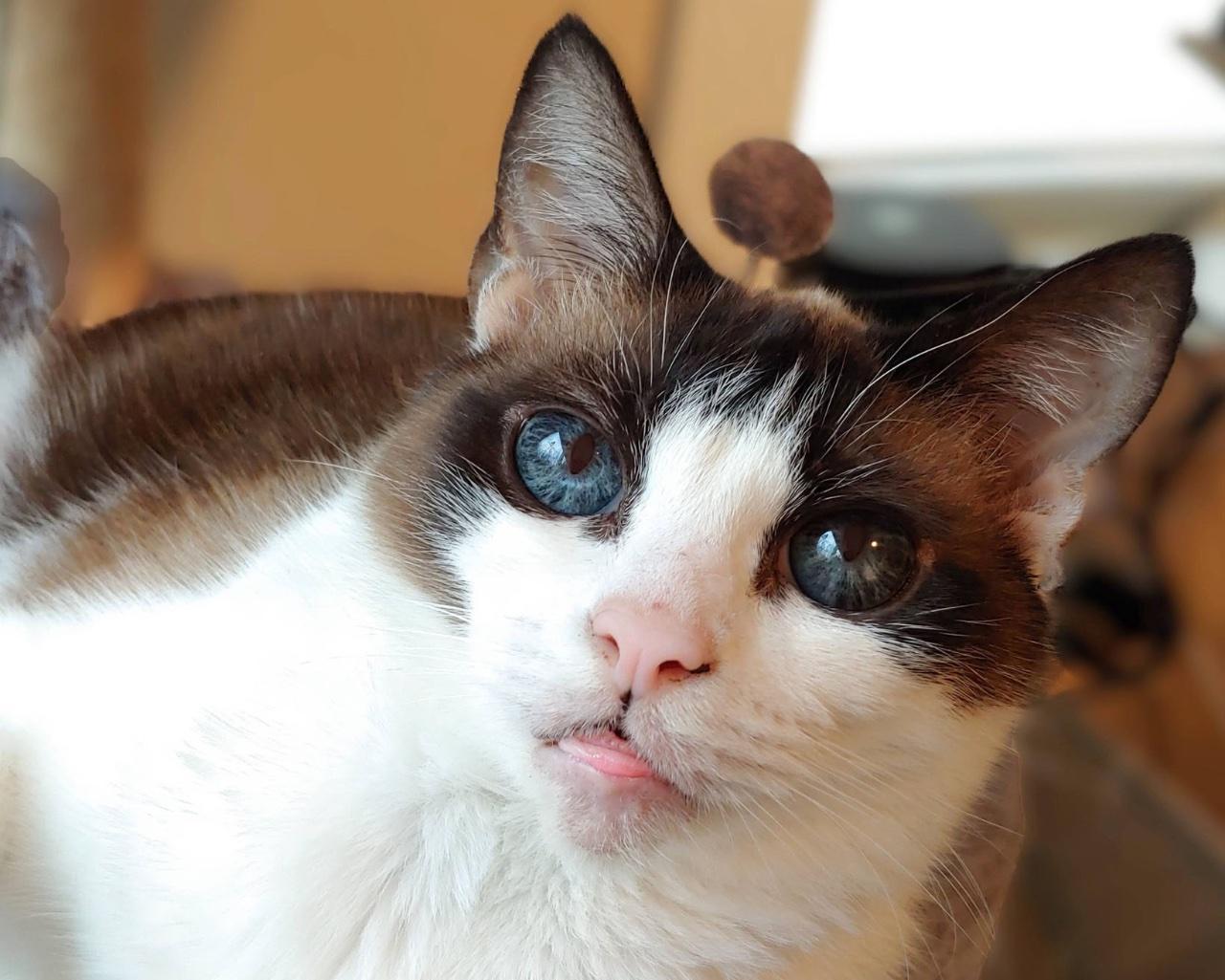 GARNET, a Adoptable Snowshoe in Raleigh, NC image 5/5