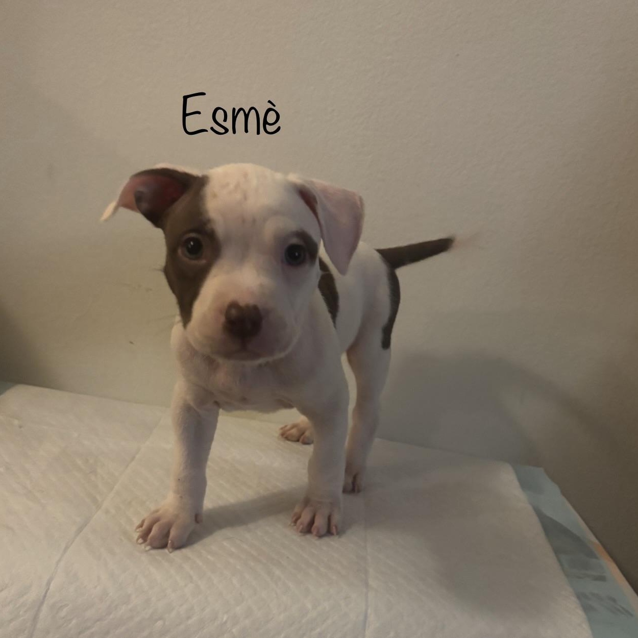 Esmè, ADOPTABLE, Puppy Female Pit Bull Terrier.