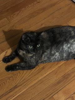 Jinx, a ADOPTABLE Domestic Short Hair in Melrose, MA image 3/6