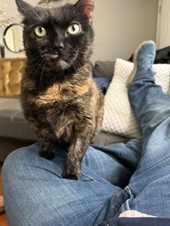 Jinx, a ADOPTABLE Domestic Short Hair in Melrose, MA image 1/6