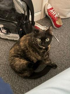 Jinx, a ADOPTABLE Domestic Short Hair in Melrose, MA image 5/6