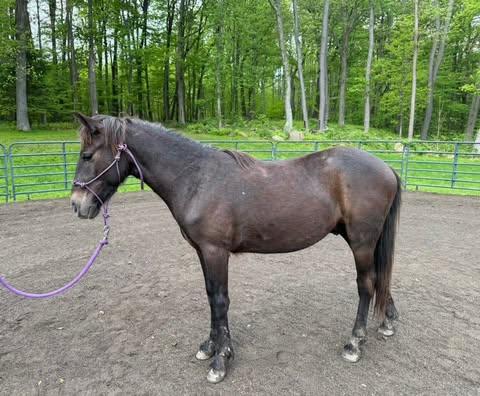 Enlarge Yukon ATFO 2026 Whippersnapper division, a Adoptable Pony in Huntington, WV image 4/6