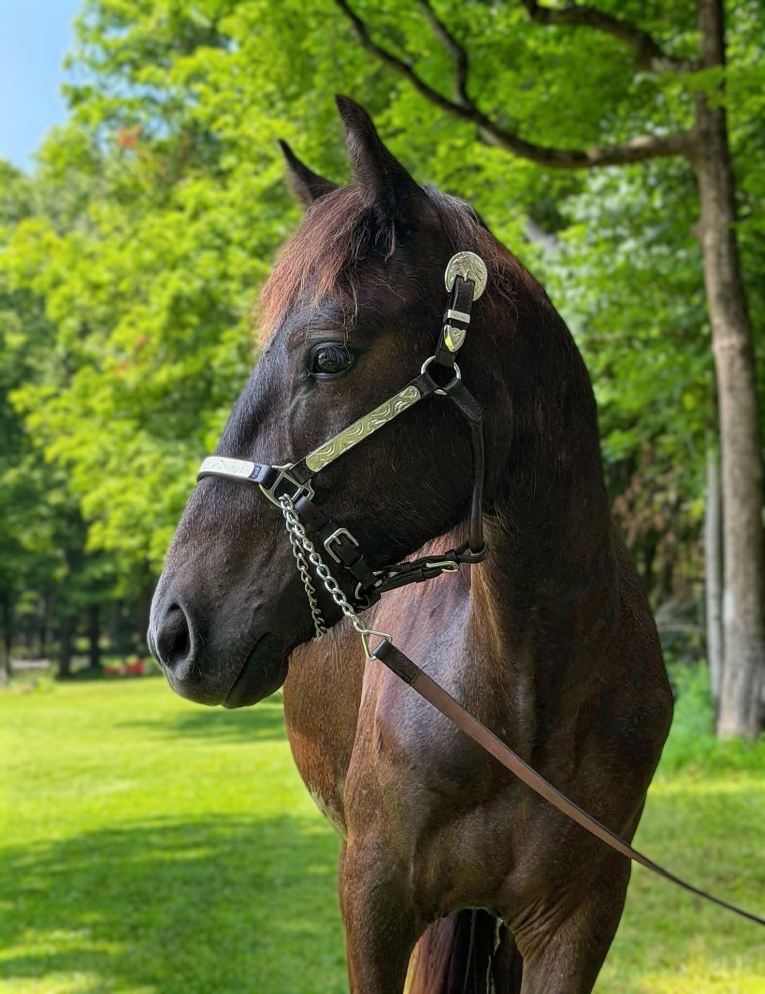Enlarge Yukon ATFO 2026 Whippersnapper division, a Adoptable Pony in Huntington, WV image 3/6