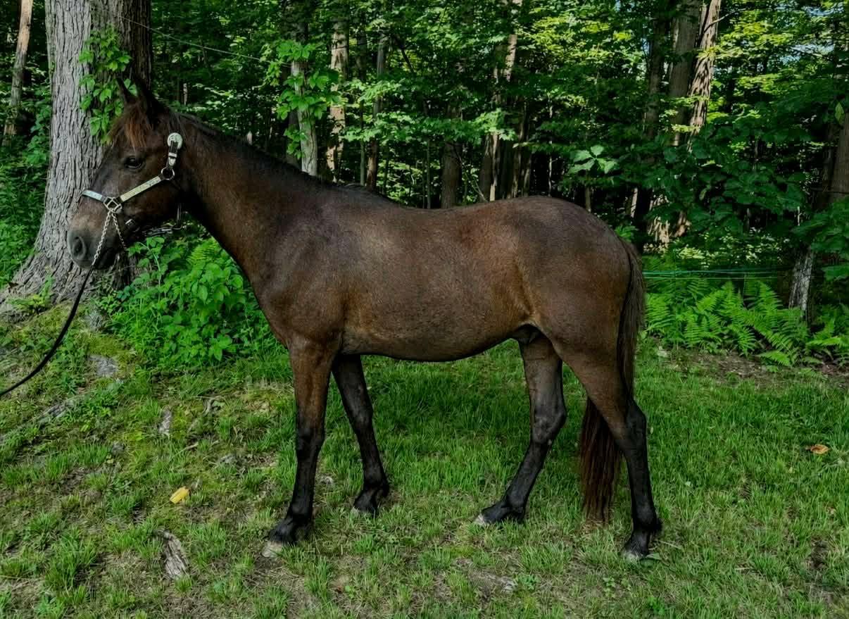 Enlarge Yukon ATFO 2026 Whippersnapper division, a Adoptable Pony in Huntington, WV image 2/6