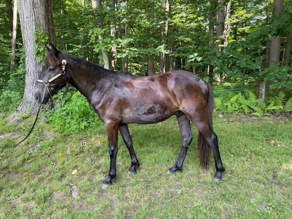 Yukon ATFO 2026 Whippersnapper division, ADOPTABLE, Baby Male Pony.