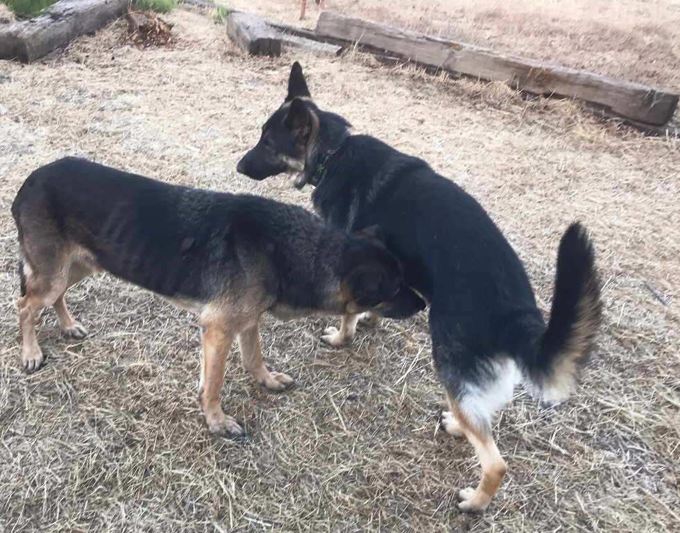 Milo, a Adoptable mixed breed in Pleasant Grove, CA image 1/4
