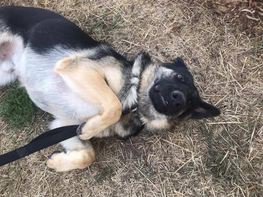 Milo, a Adoptable mixed breed in Pleasant Grove, CA image 2/4