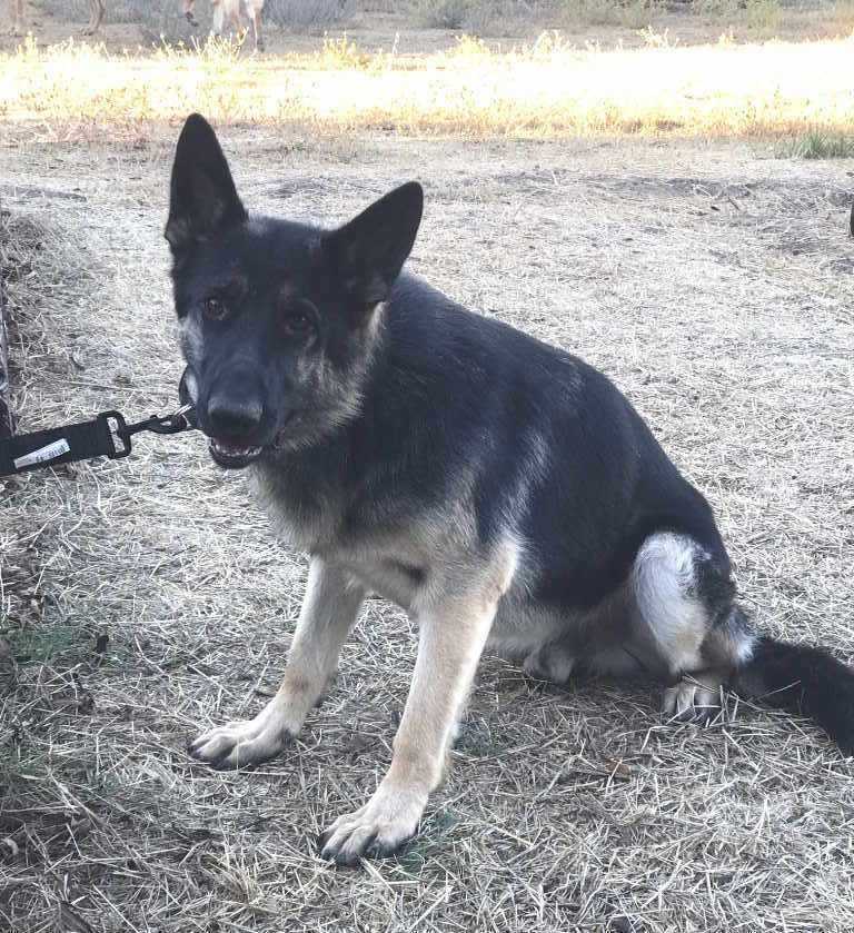 Milo, a Adoptable mixed breed in Pleasant Grove, CA image 3/4