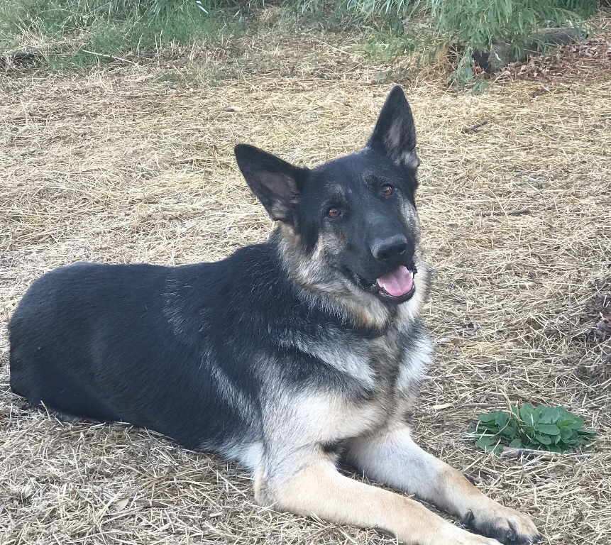 Milo, a Adoptable mixed breed in Pleasant Grove, CA image 4/4