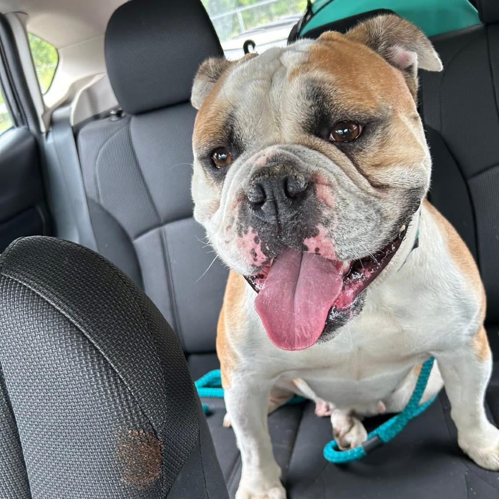 Enlarge Lady*a very generous friend has partially sponsored my adoption fee*, a Adoptable American Bulldog in Wappingers Falls, NY image 1/6