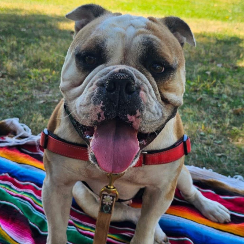 Enlarge Lady*a very generous friend has partially sponsored my adoption fee*, a Adoptable American Bulldog in Wappingers Falls, NY image 2/6