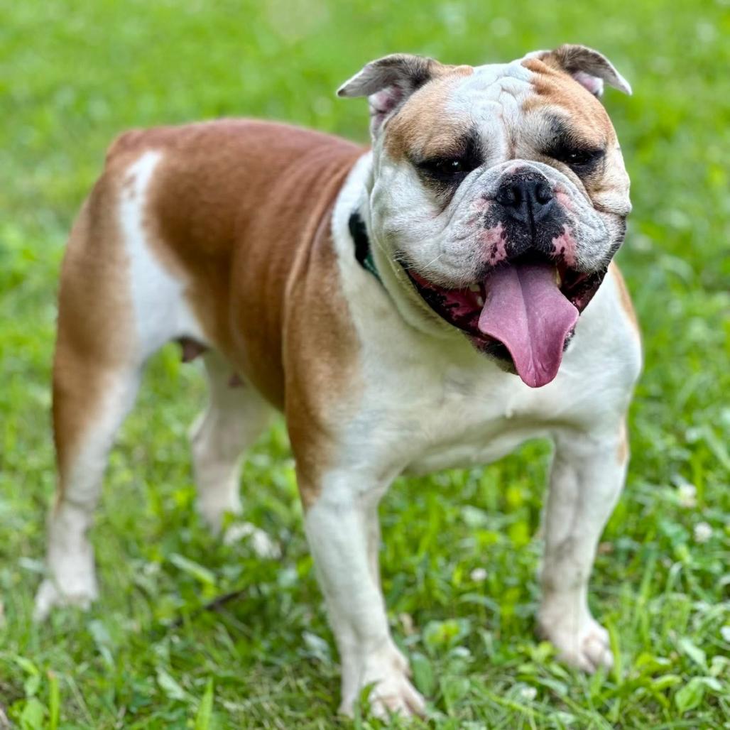 Enlarge Lady*a very generous friend has partially sponsored my adoption fee*, a Adoptable American Bulldog in Wappingers Falls, NY image 3/6