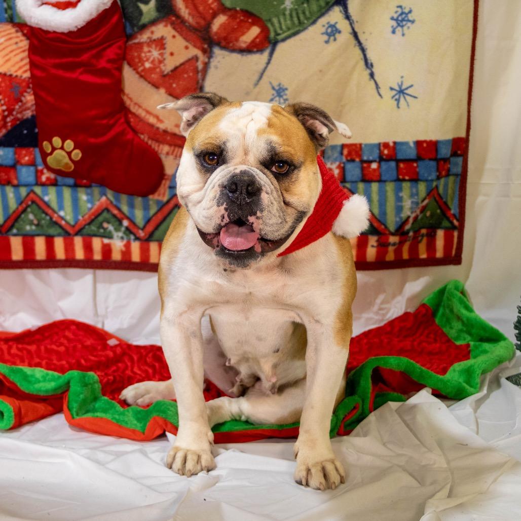 Enlarge Lady*a very generous friend has partially sponsored my adoption fee*, a Adoptable American Bulldog in Wappingers Falls, NY image 4/6