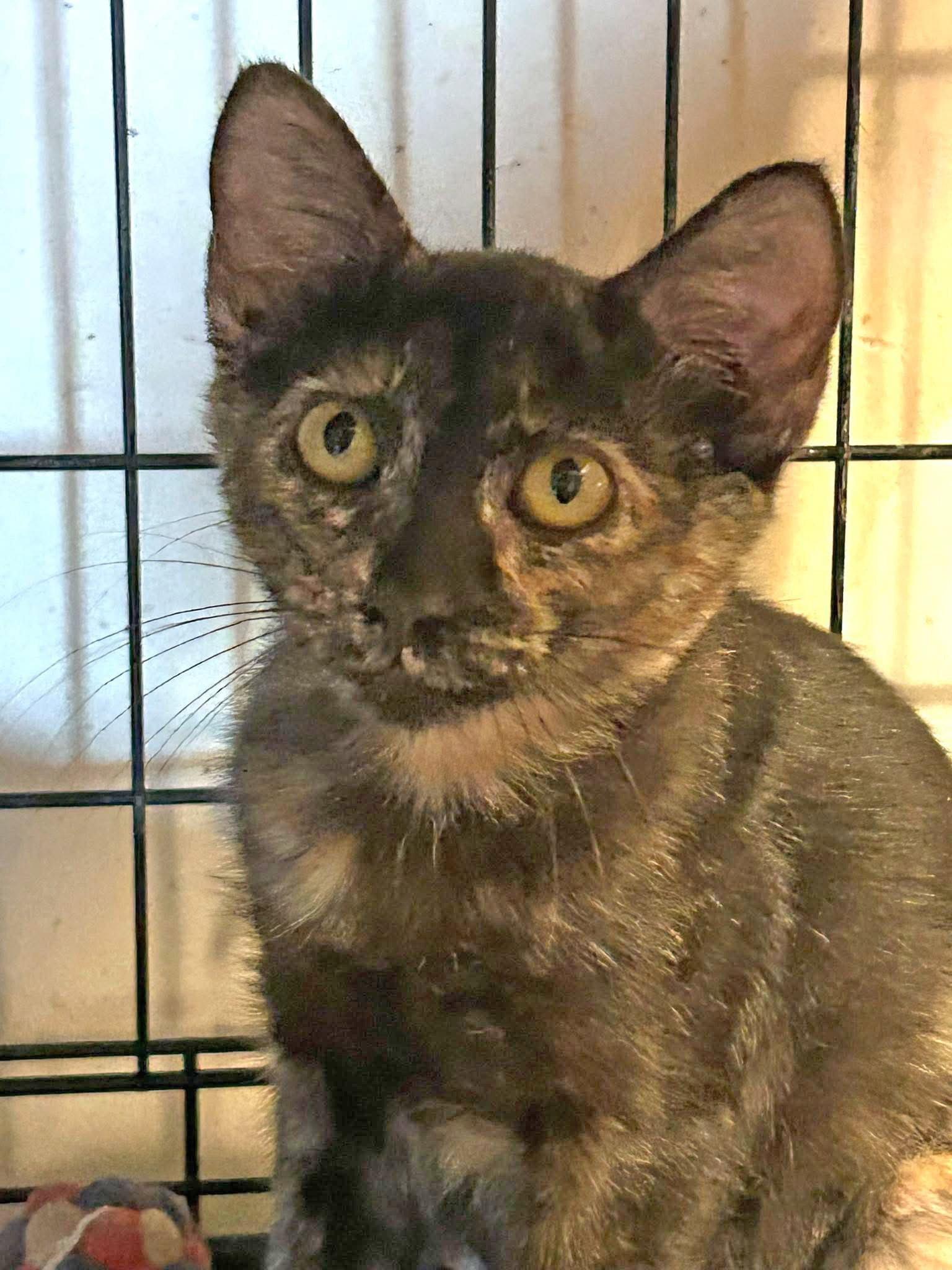 Tabitha photo