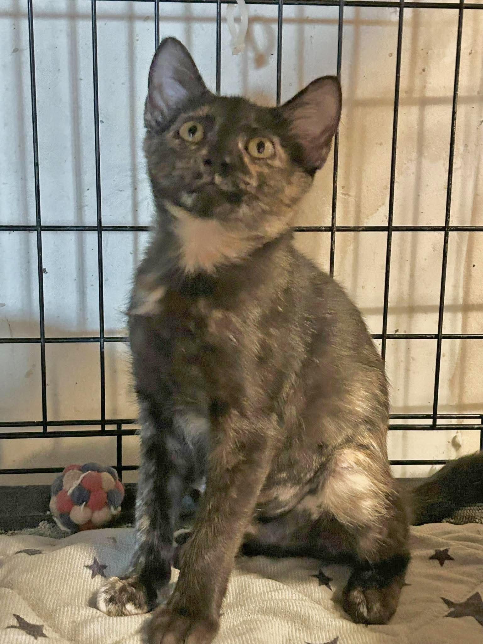 Enlarge Tabitha, a Adoptable mixed breed in Pineville, LA image 2/3