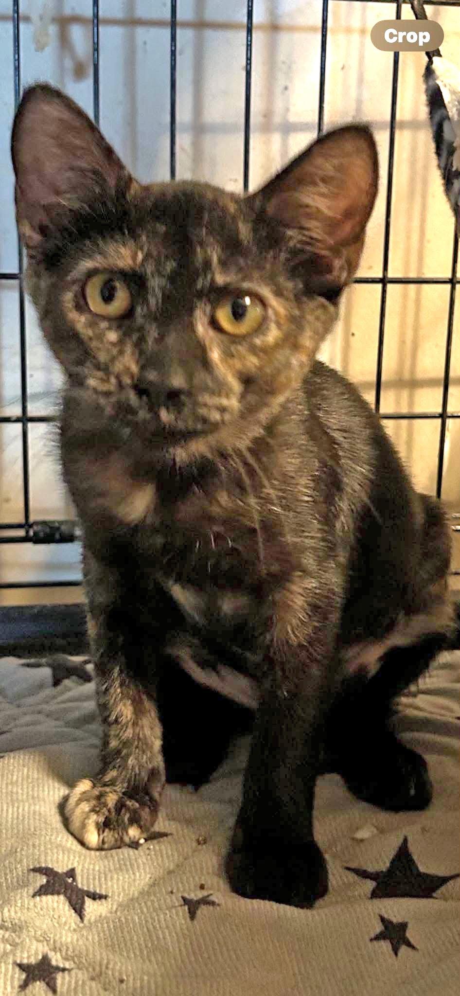 Enlarge Tabitha, a Adoptable mixed breed in Pineville, LA image 3/3