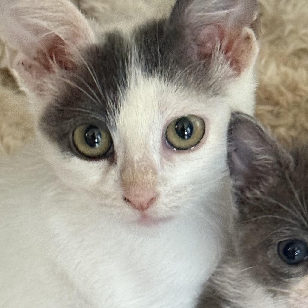 Lumos, a Adoptable Domestic Short Hair in Missouri City, TX image 1/3