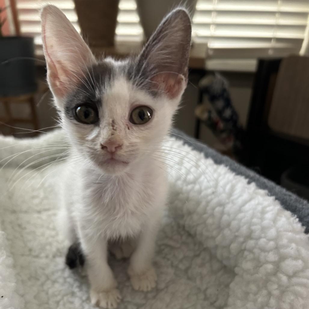 Lumos, a Adoptable Domestic Short Hair in Missouri City, TX image 2/3