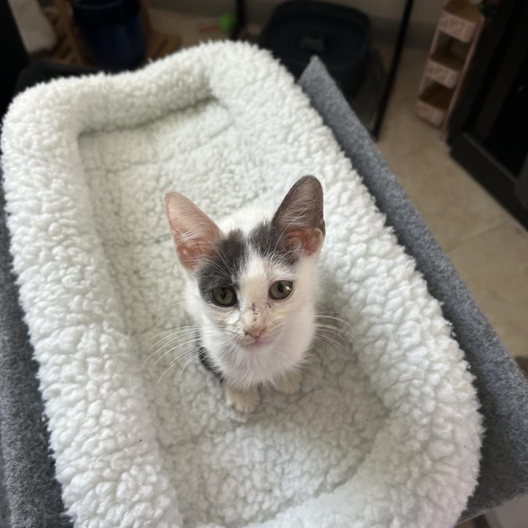 Lumos, a Adoptable Domestic Short Hair in Missouri City, TX image 3/3