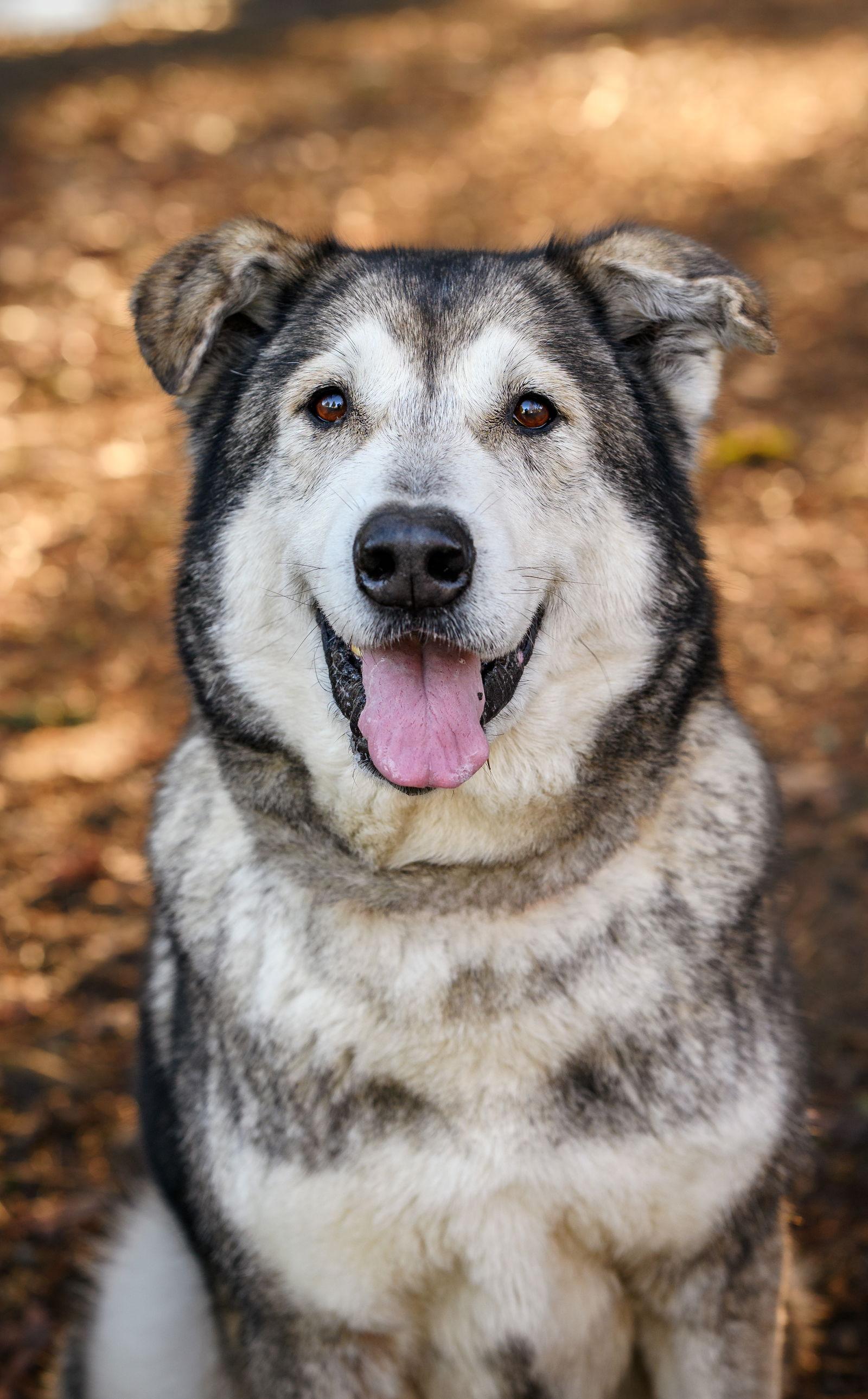 NICOLE, Adoptable, Adult Female Alaskan Malamute & Irish Wolfhound.