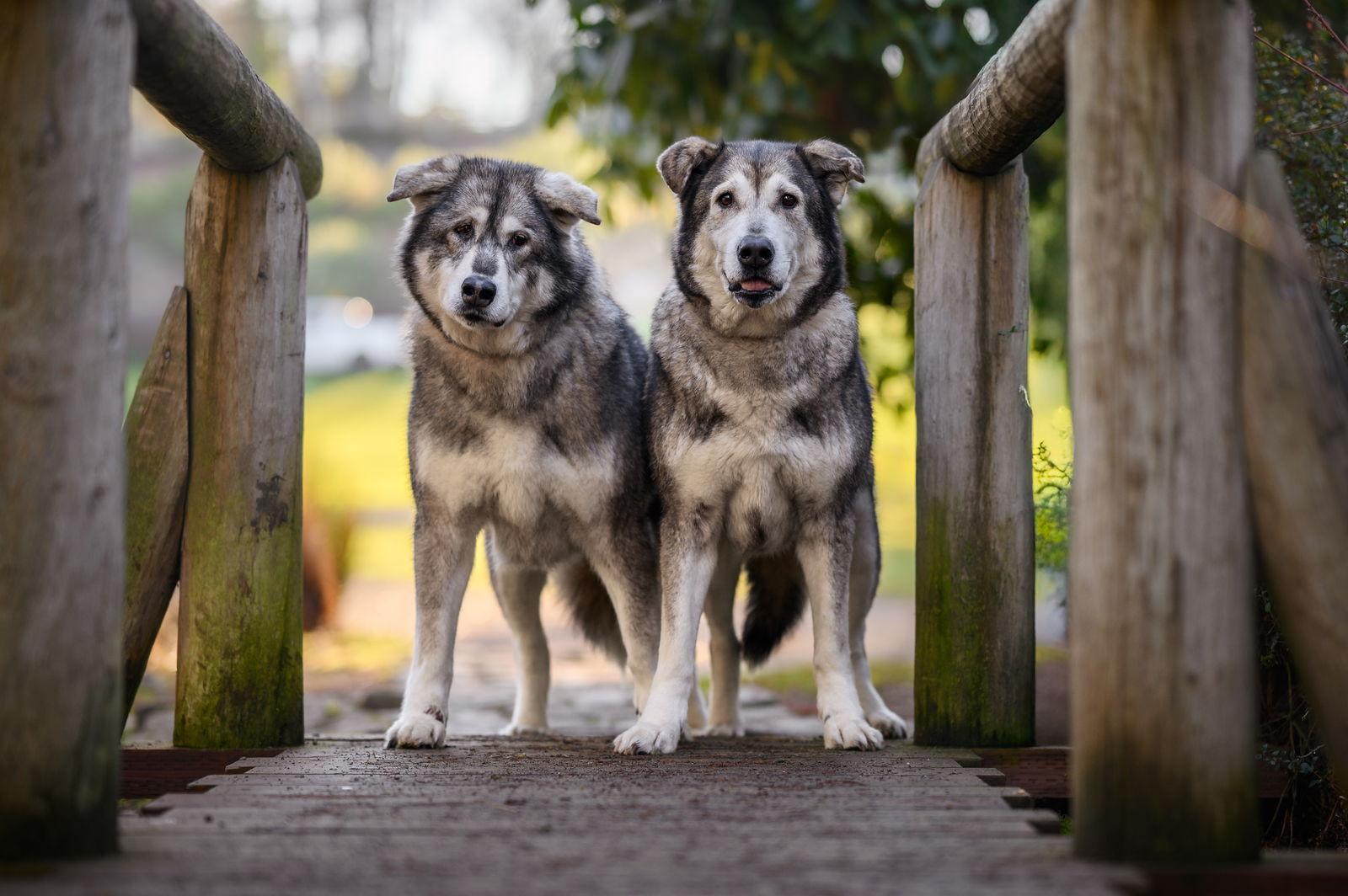 Enlarge NICOLE, a Adoptable mixed breed in Seattle, WA image 2/3