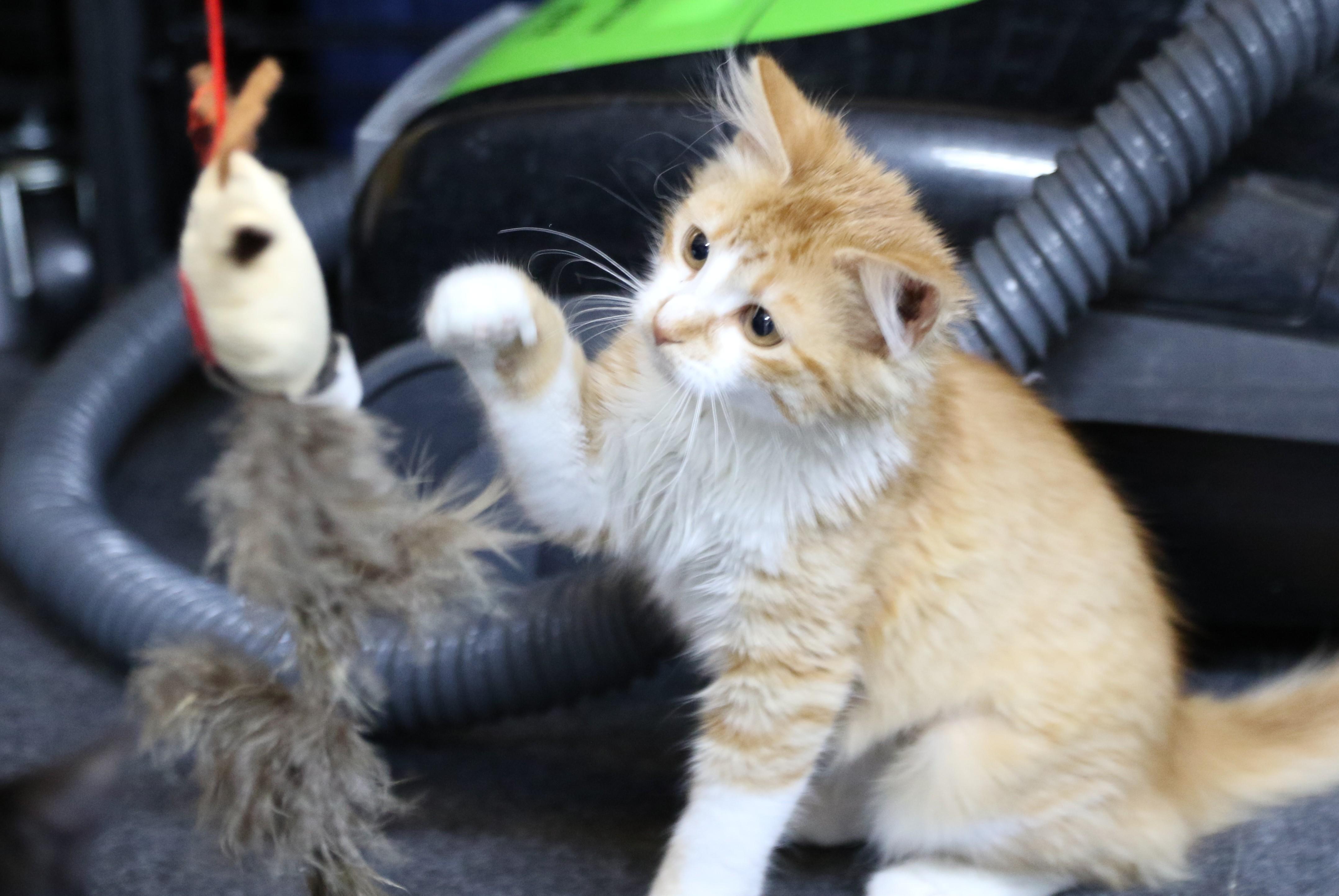 Splash, a Adoptable Tuxedo in Cut Bank, MT image 1/4