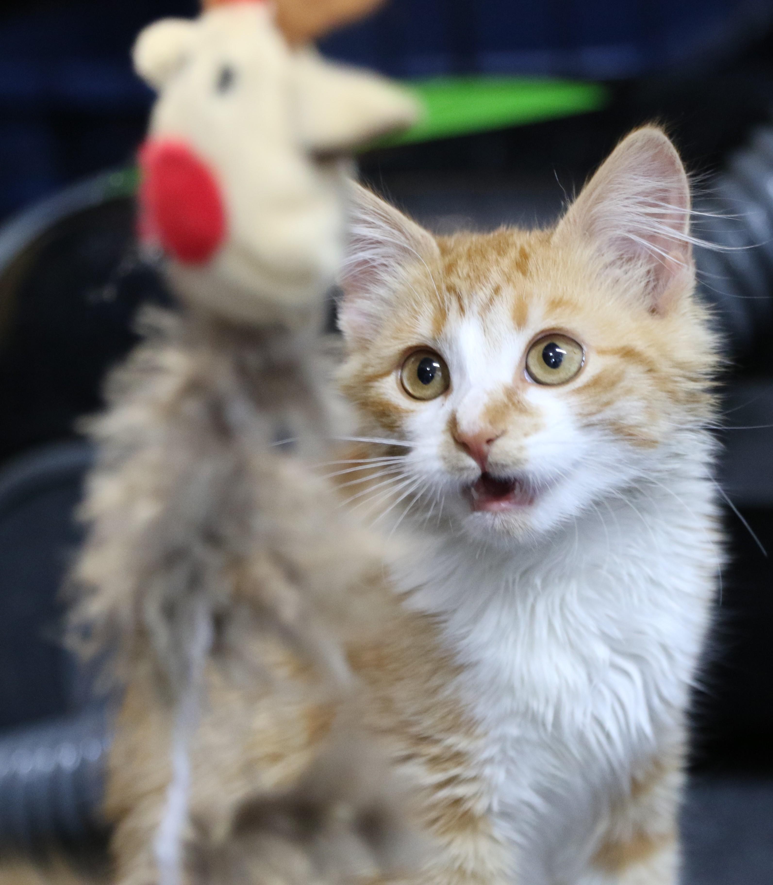 Splash, an adoptable Tuxedo in Cut Bank, MT, 59427 | Photo Image 4