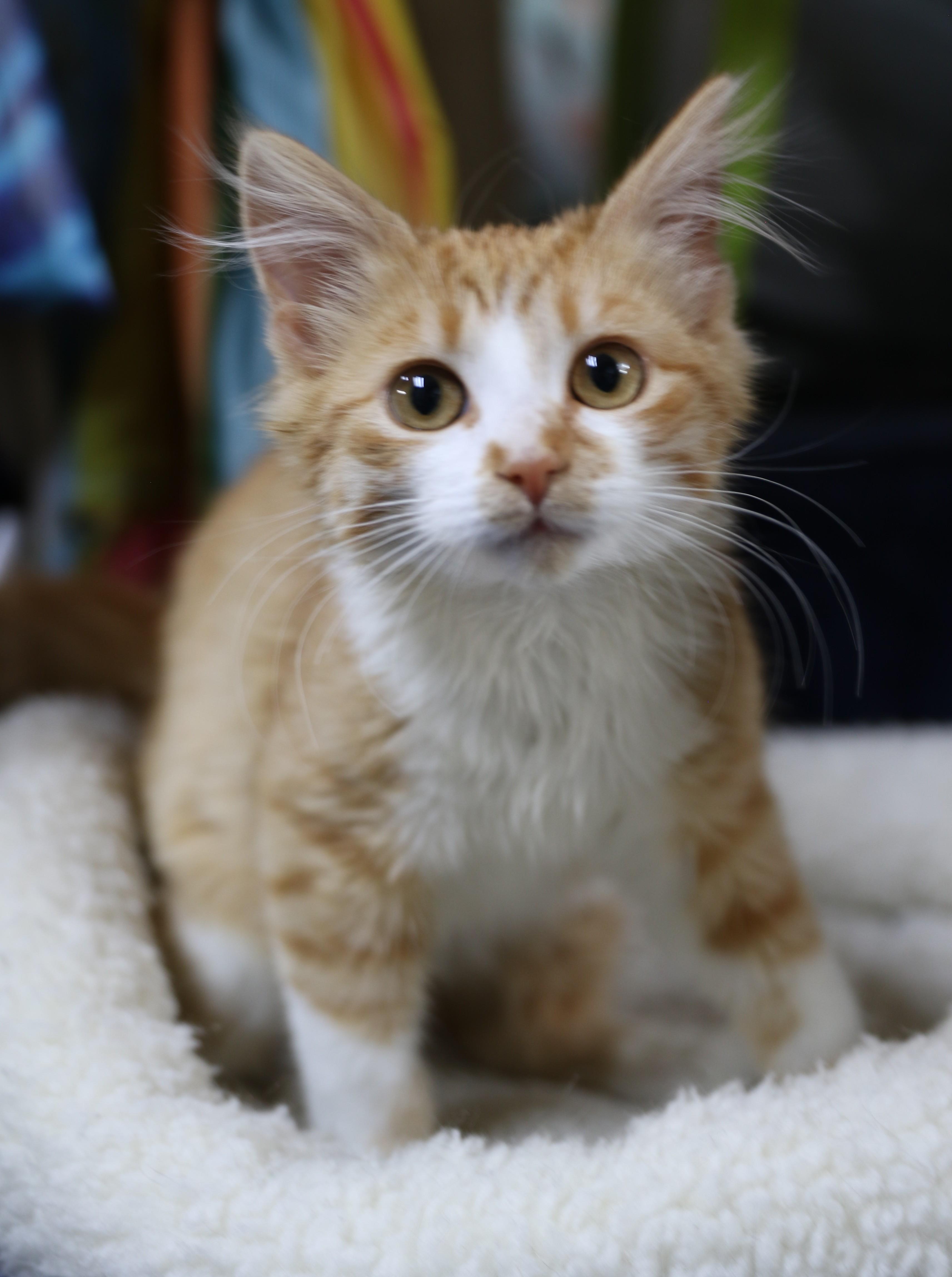 Splash, an adoptable Tuxedo in Cut Bank, MT, 59427 | Photo Image 1