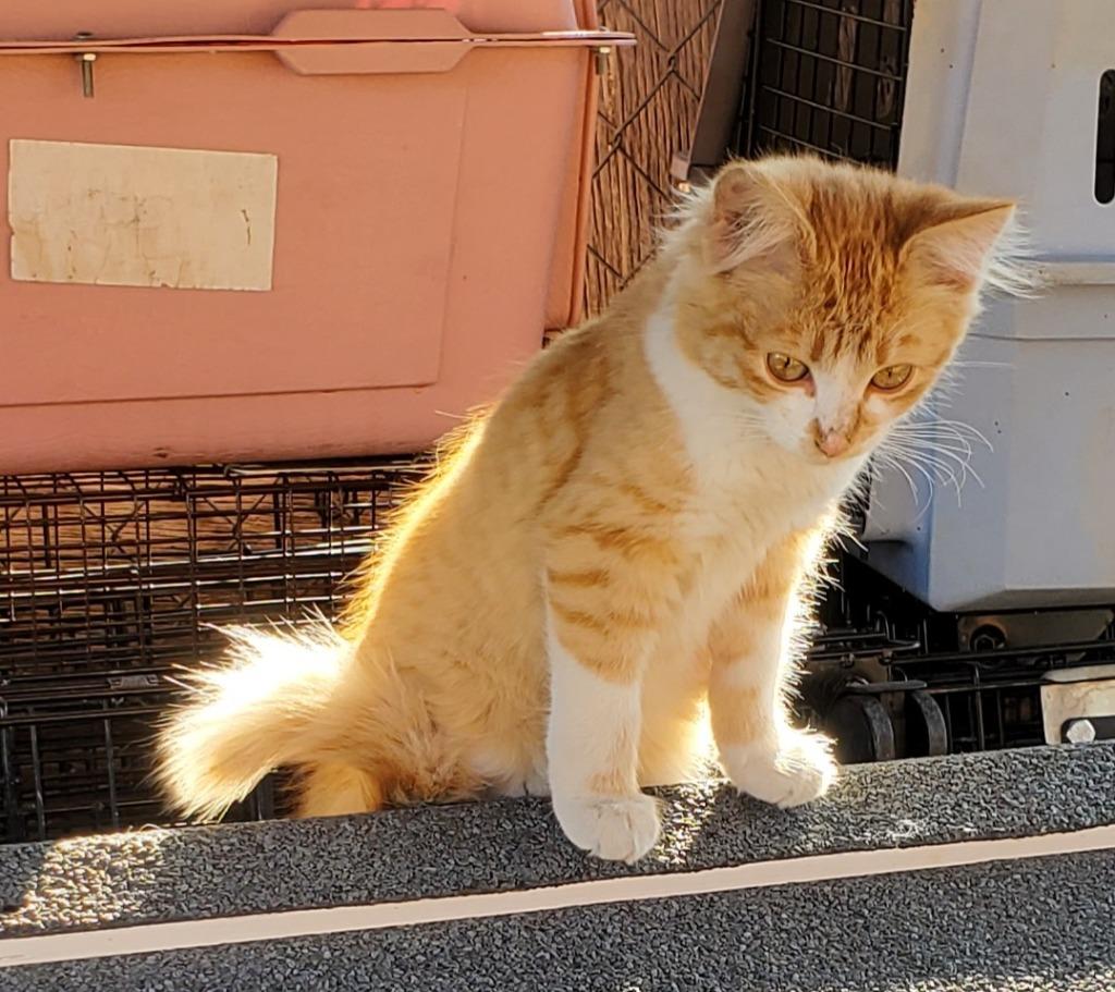 Splash, an adoptable Tuxedo in Cut Bank, MT, 59427 | Photo Image 2