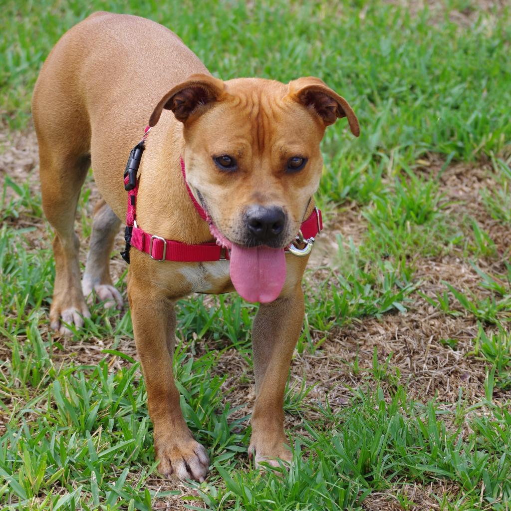 Dante, Adoptable, Adult Male Terrier.