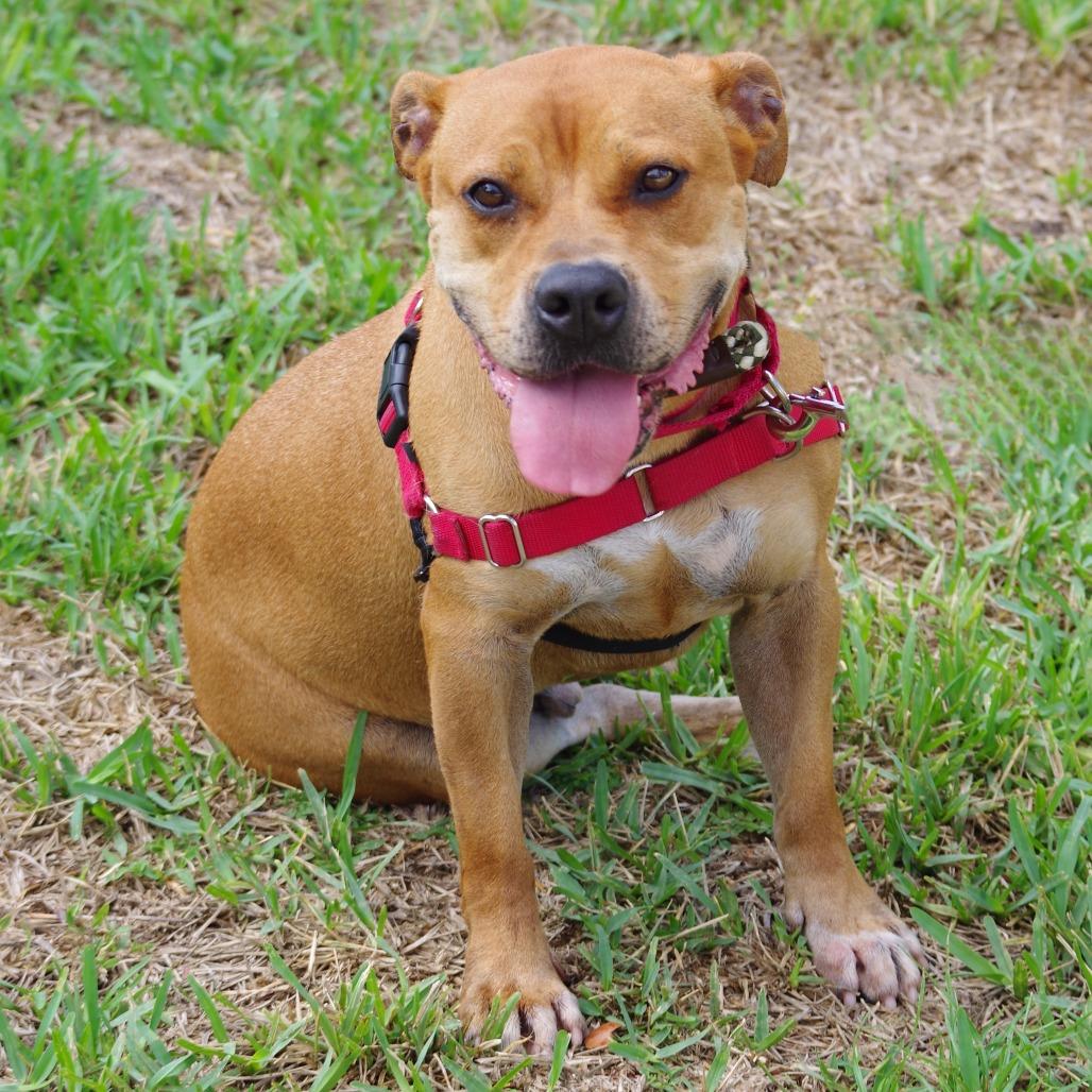 Enlarge Dante, a Adoptable mixed breed in Miami, FL image 2/4